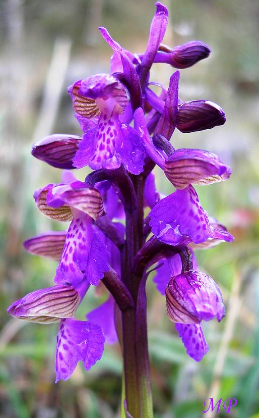 Orchidee dal Parco Naturale Regionale dei Monti Lucretili